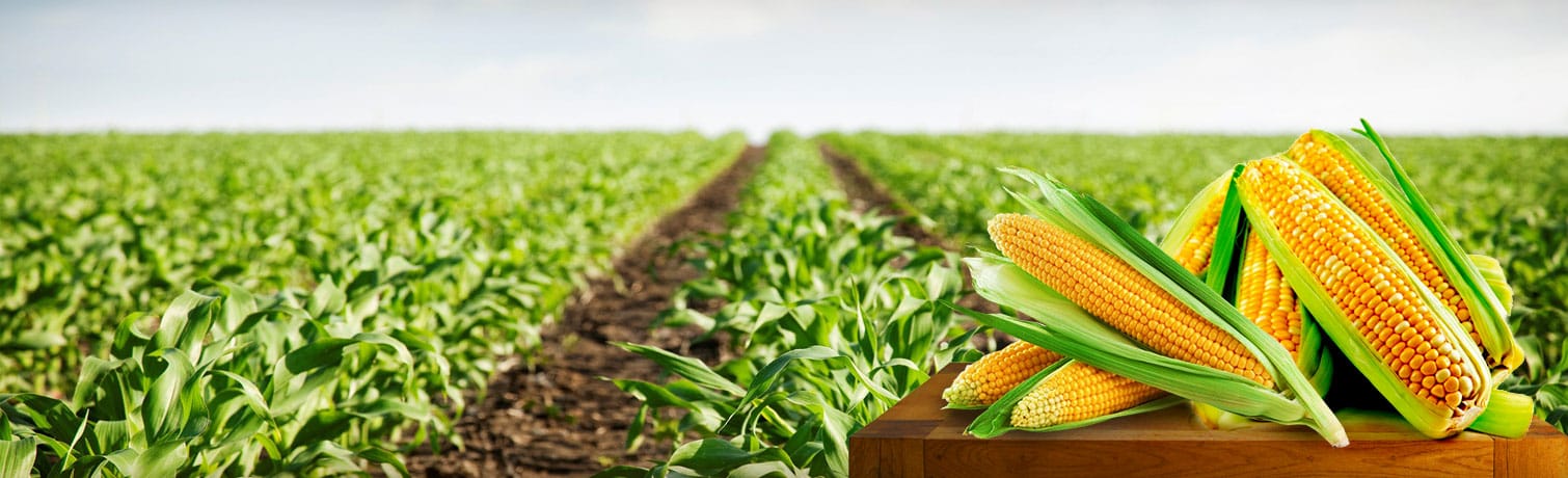 Слайд-кукуруза